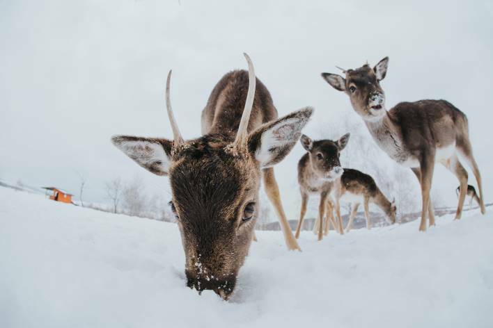 parco nazionale di abisko, un gruppo di giovani renne